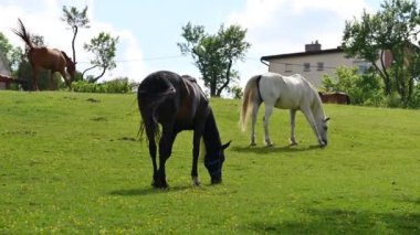 Yeşil çimlerin üzerinde güzel atlar güneşli bir bahar gününde doğadaki bir çayırda otluyorlar. Hayvanlar ve çiftlik kavramı.