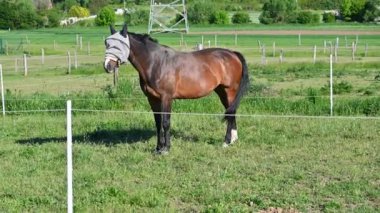Yeşil çimlerin üzerinde güzel atlar güneşli bir bahar gününde doğadaki bir çayırda otluyorlar. Hayvanlar ve çiftlik kavramı.