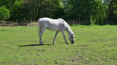 Yeşil çimlerin üzerinde güzel atlar güneşli bir bahar gününde doğadaki bir çayırda otluyorlar. Hayvanlar ve çiftlik kavramı.