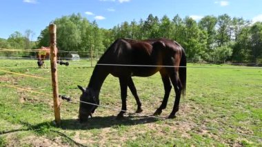 Yeşil çimlerin üzerinde güzel atlar güneşli bir bahar gününde doğadaki bir çayırda otluyorlar. Hayvanlar ve çiftlik kavramı.