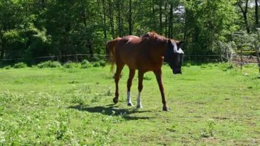Yeşil çimlerin üzerinde güzel atlar güneşli bir bahar gününde doğadaki bir çayırda otluyorlar. Hayvanlar ve çiftlik kavramı.