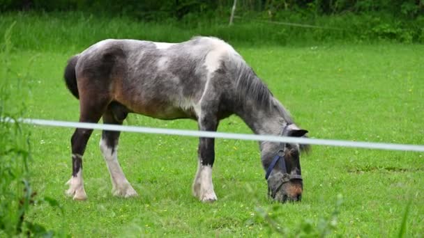 cheval dans le pâturage