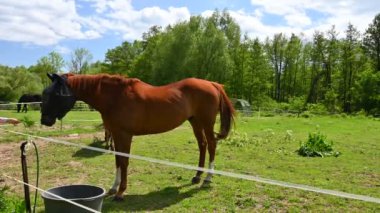 Yeşil çimlerin üzerinde güzel atlar güneşli bir bahar gününde doğadaki bir çayırda otluyorlar. Hayvanlar ve çiftlik kavramı.