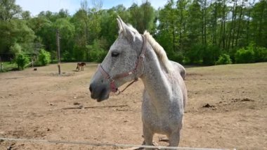 Paddock bir atı