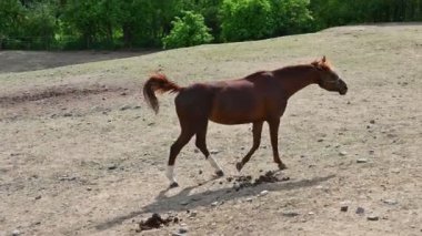 Çayırda at otlatıyor.