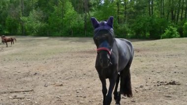 At yazın çiftlikte..