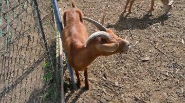 Hayvanat bahçesinde bir keçi