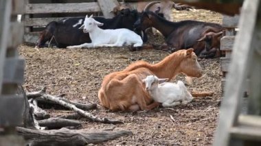 Otlaktaki keçiler. Ukrayna 'daki çiftlik..