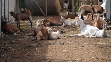 Çiftlikteki keçiler