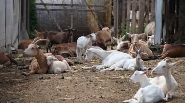 Kırsalda bir çiftlikte keçiler