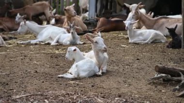 Köydeki bir çiftlikte keçiler