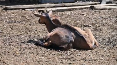 Bir eşeğin yere yakın plan fotoğrafı.