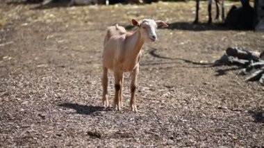 bir çiftlikte keçi