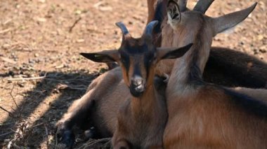 Hayvanat bahçesindeki sevimli bir geyiğin yakın plan fotoğrafı.