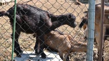 Hayvanat bahçesindeki keçiler