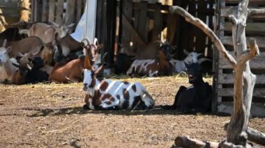 Ahırda keçiler ve koyunlar