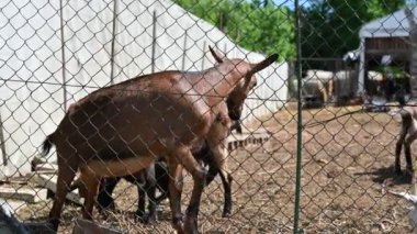 Kahverengi keçi bir çiftlikte otluyor.