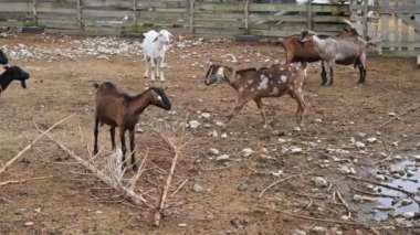 Tarlada bir keçi sürüsü
