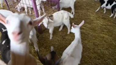 Ahırda beyaz ve siyah keçiler.