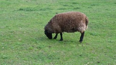 Çimenlerde koyun, baharda çayır, doğa.