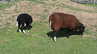 Siyah beyaz inek tarlada otluyor.