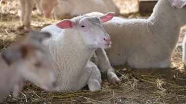 Çiftlikteki beyaz koyun