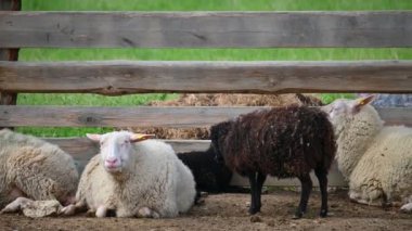 Kırsalda koyun otlatıyor.