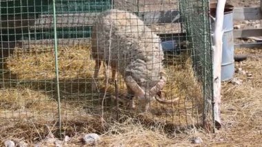 Kafeste koyun, hayvan, evcil hayvan, çiftlik hayvanı.