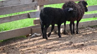 Otlakta yüz karası