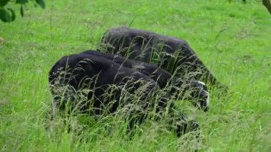 Koyunlar tarlada otluyor. Hayvanlar ve tarım kavramı. 