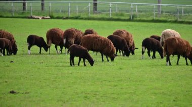 Otlakta otlayan bir koyun sürüsü