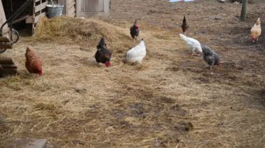Çiftlikteki tavuklar