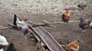 Bir horoz sürüsü avluda