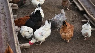 Çiftlikteki tavuklar, köydeki kümes hayvanları...