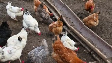 tavuk ve tavuklar çiftlikte.