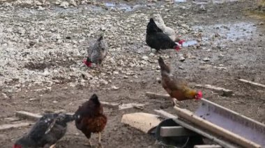 Bahçede bir grup tavuk.