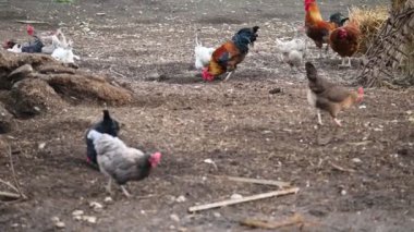 Tavuklar ve tavuklar bahçede