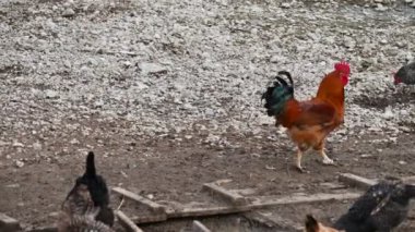 Tavuklar bahçede yürüyor.