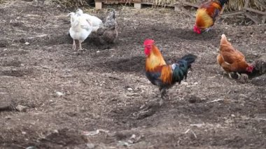 Bahçede bir grup tavuk.