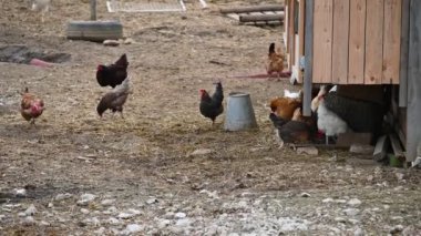 Çiftlikteki tavuklar