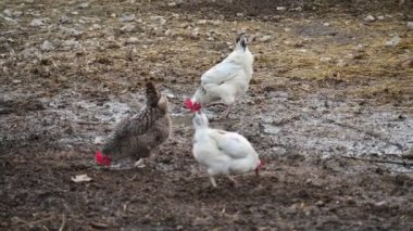 Avluda bir ördek sürüsü