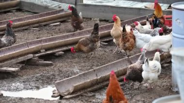 Çiftlikteki tavuk