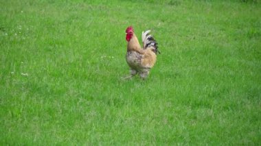 Yeşil tarlada bir tavuk