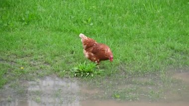 Bahçedeki kırmızı horoz.