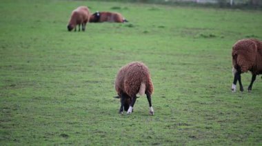 Otlakta otlayan bir koyun sürüsü.