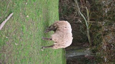 Çiftlikteki koyunlar