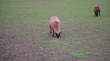 Otların arasında bir koyun sürüsü