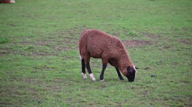 Çayırdaki genç koyunlar