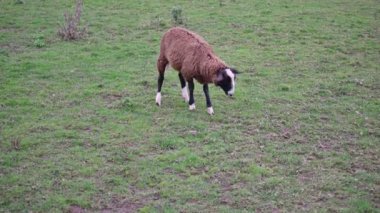 Genç kuzu çimlerin üzerinde.