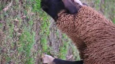 Çiftlikteki koyunlar